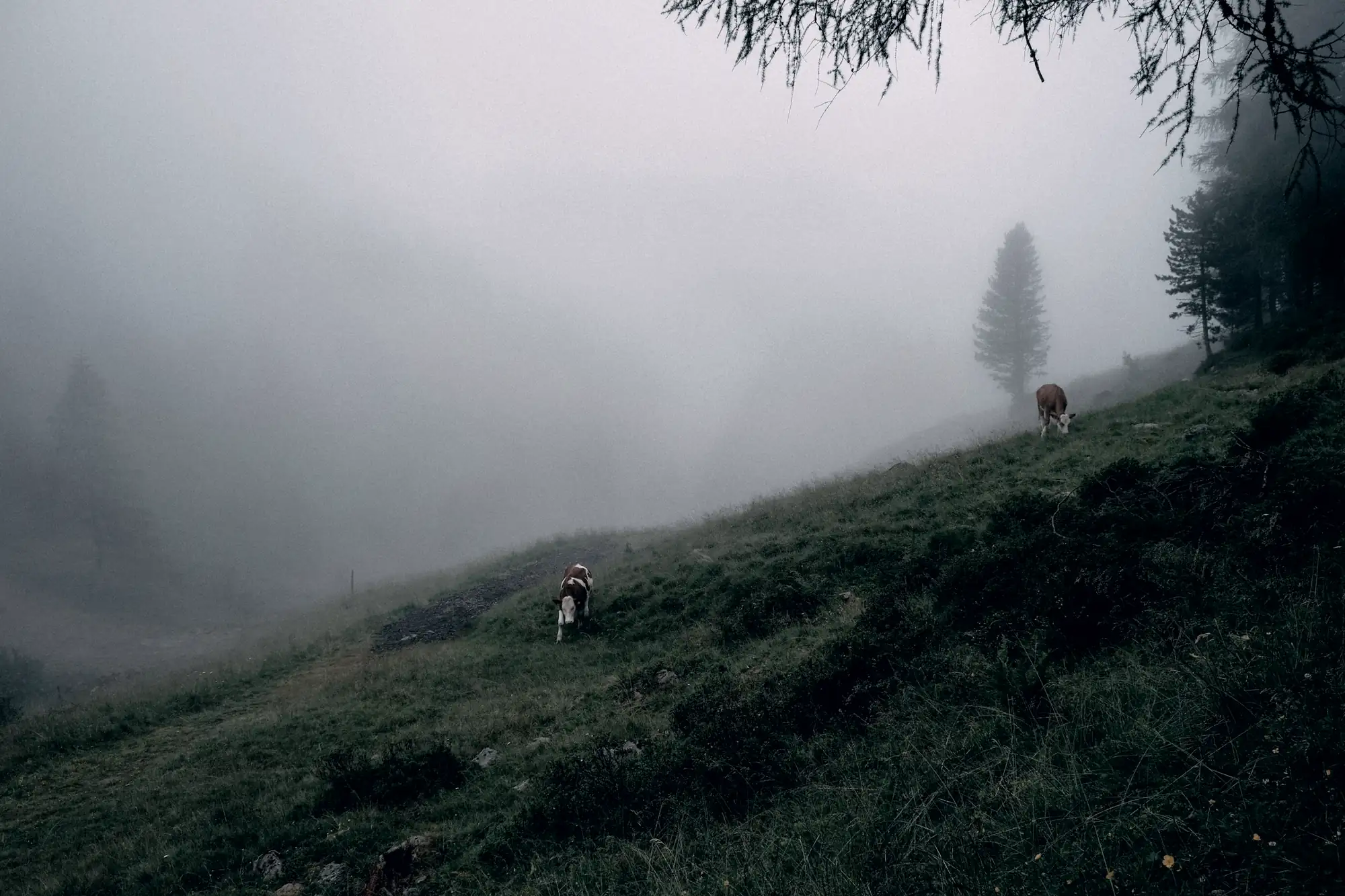 Steile Bergweide im Nebel, auf der zwei Rinder grasen, im Hintergrund Nadelbäume
